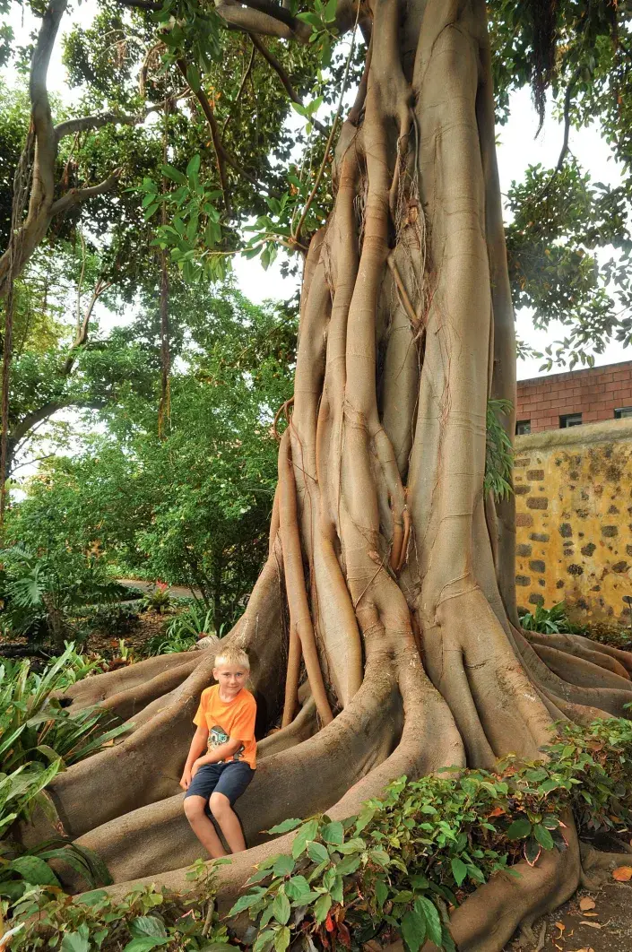 Malý chlapec pod obřím fíkovníkem Malý chlapec pod obřím fíkovníkem