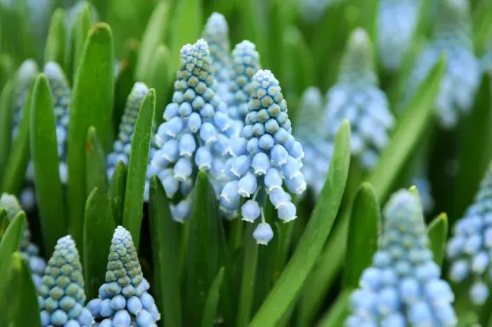 Modřenec 'Atlantic' Modřenec 'Atlantic'