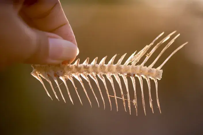 Rybí páteř a kosti Rybí páteř a kosti