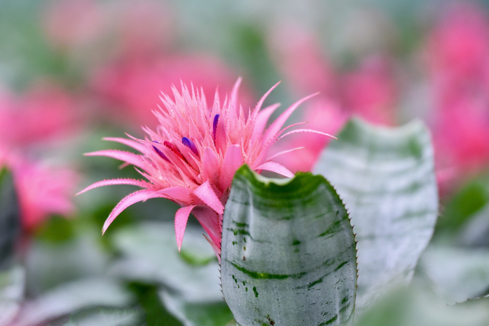 Echmea svazčitá (Aechmea fasciata)