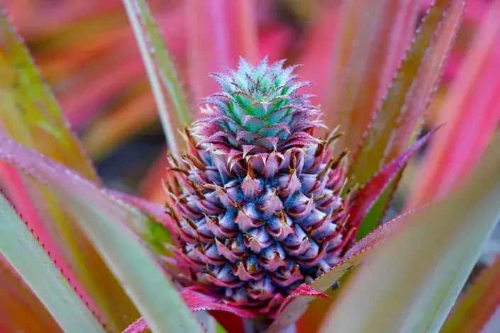 Ananasovník chocholatý (Ananas comosus)