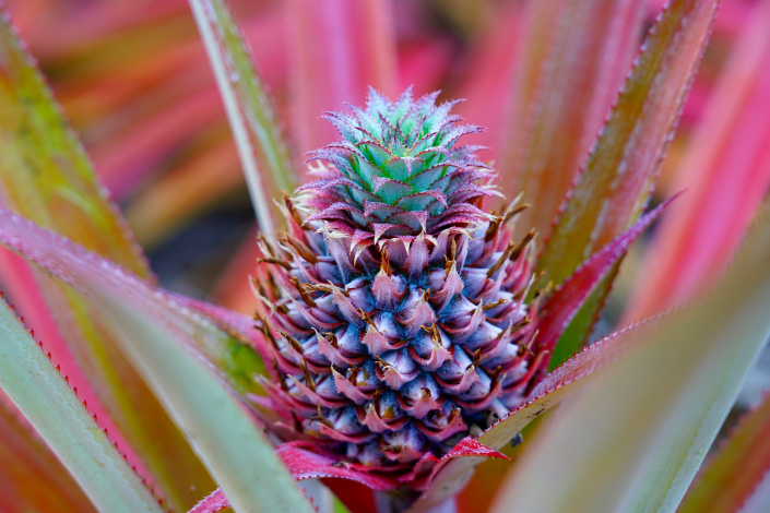 Ananasovník chocholatý (Ananas comosus)