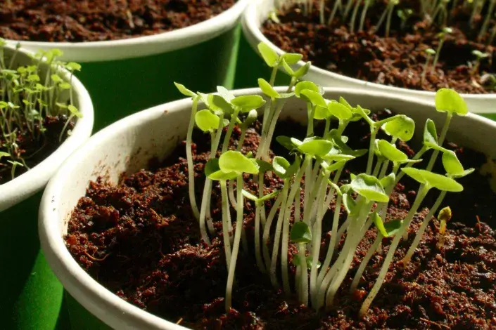 Semenáčky bylinek Semenáčky bylinek