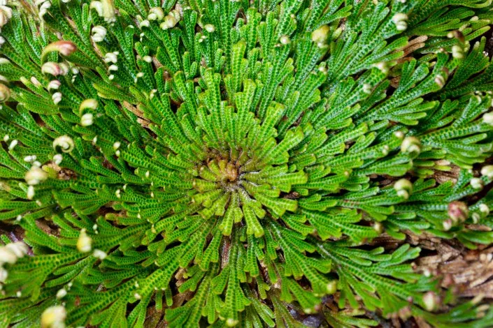 Rozvitá rostlina vranečku