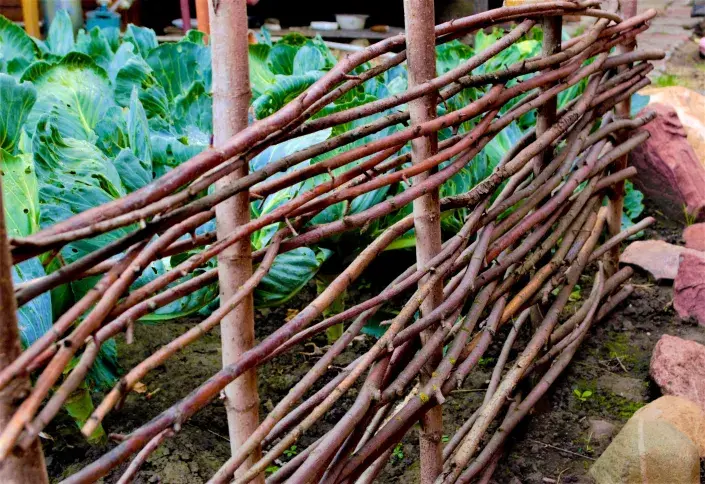 Proutěný plůtek u zeleninového záhonu Proutěný plůtek u zeleninového záhonu