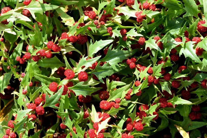 Keřík merlíku hlavatého Keřík merlíku hlavatého