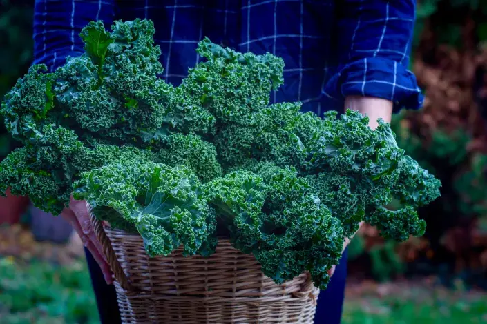 Listy kadeřívku v košíku Listy kadeřívku v košíku