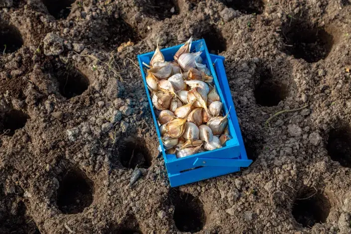 Výsadba česneku Výsadba česneku