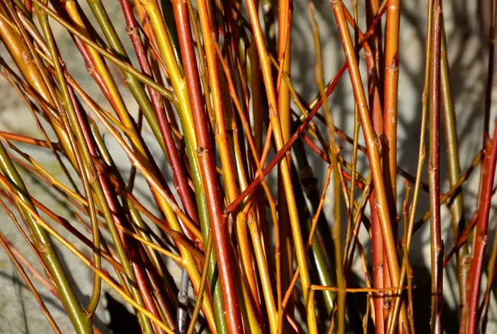 Vrbové pruty Vrbové pruty