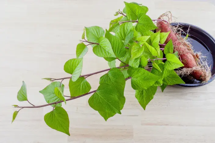 Narašená hlíza povíjnice batátové Narašená hlíza povíjnice batátové