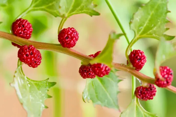 Červené plody jahodového špenátu Červené plody jahodového špenátu