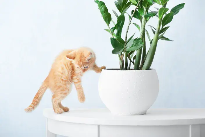 Jedovaté pokojovky Jedovaté pokojovky