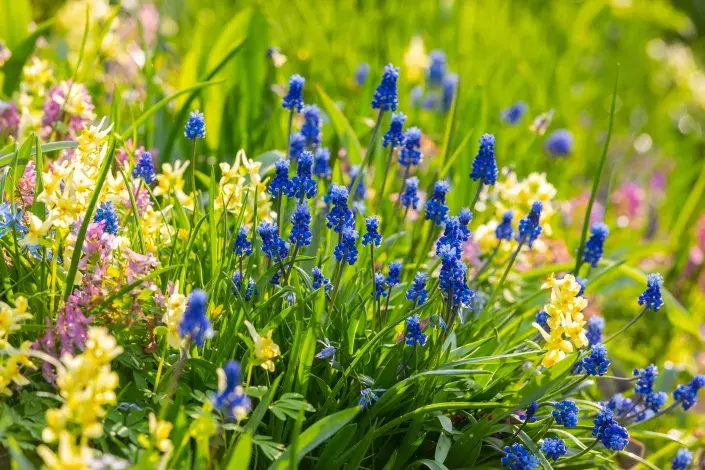 Zplanělé květiny v trávníku Zplanělé květiny v trávníku