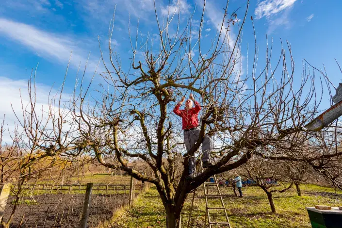 Zimní řez jádrovin Zimní řez jádrovin