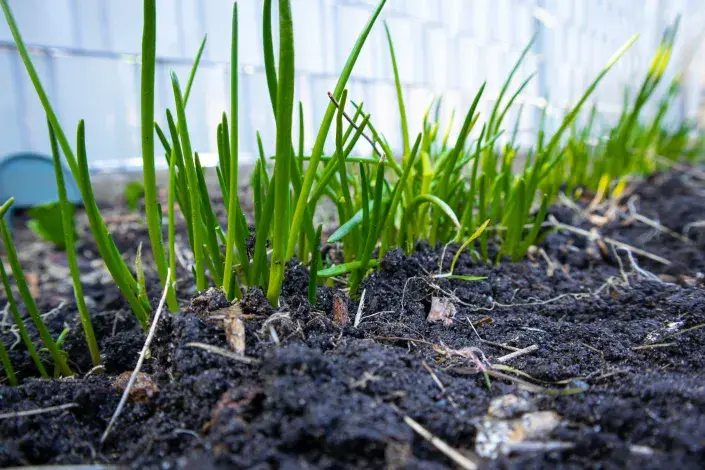 Vykukující cibulka Vykukující cibulka