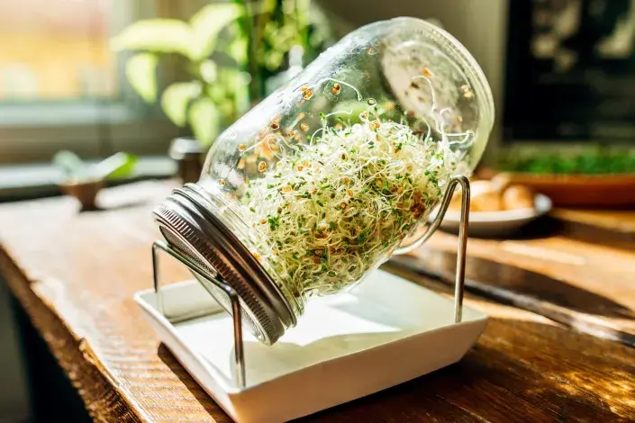 Sklenice s naklíčenými semeny Sklenice s naklíčenými semeny