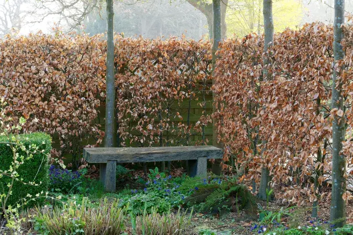 Habrový živý plot Habrový živý plot