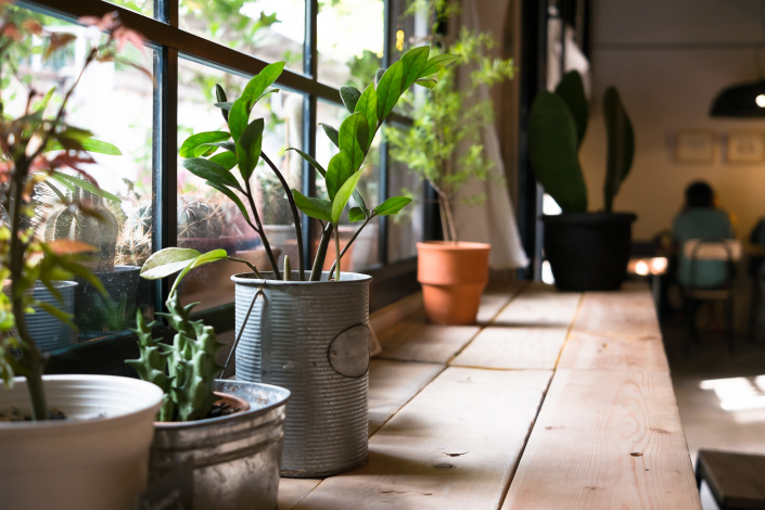 Rostliny do interiéru patří