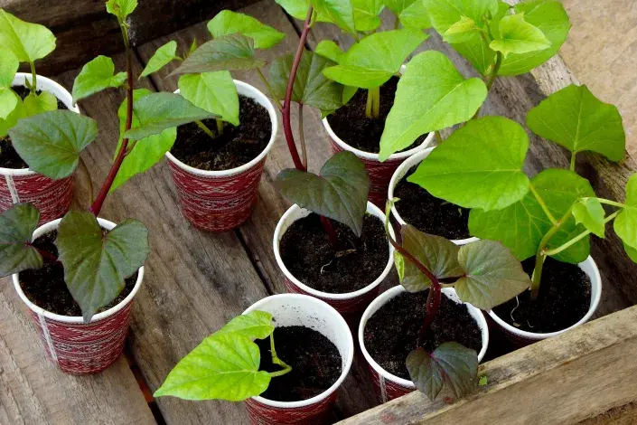 Sazenice sladkých brambor Sazenice sladkých brambor