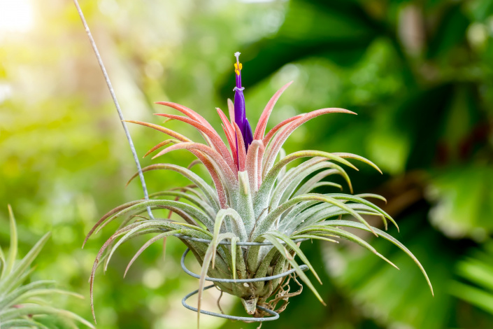 Tilandsie fialovokvětá (Tillandsia ionantha)