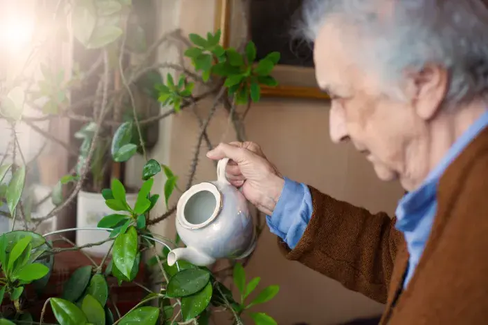 Přírodní hnojivo z heřmánku Přírodní hnojivo z heřmánku