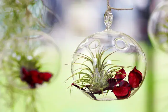 Tilandsie v aeráriu Tilandsie v aeráriu