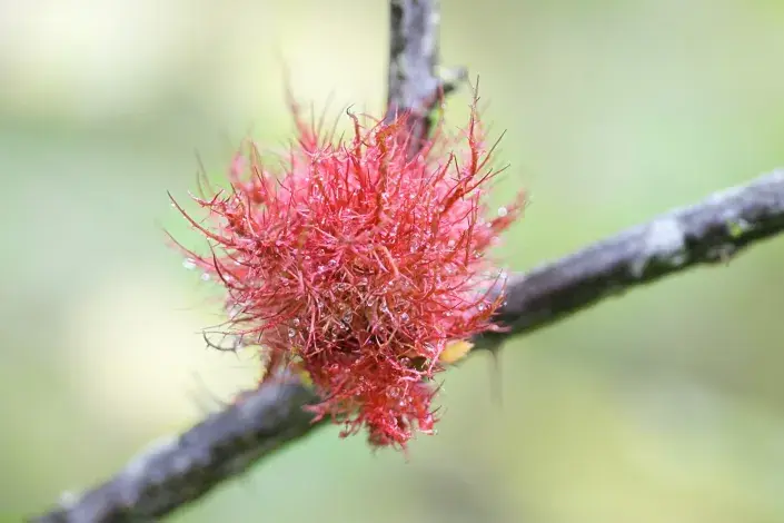 Hálka žlabatky růžové