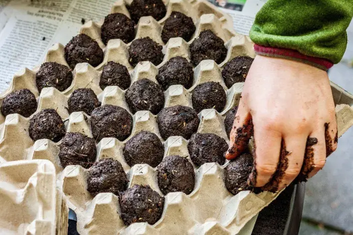 Semínkové koule Semínkové koule