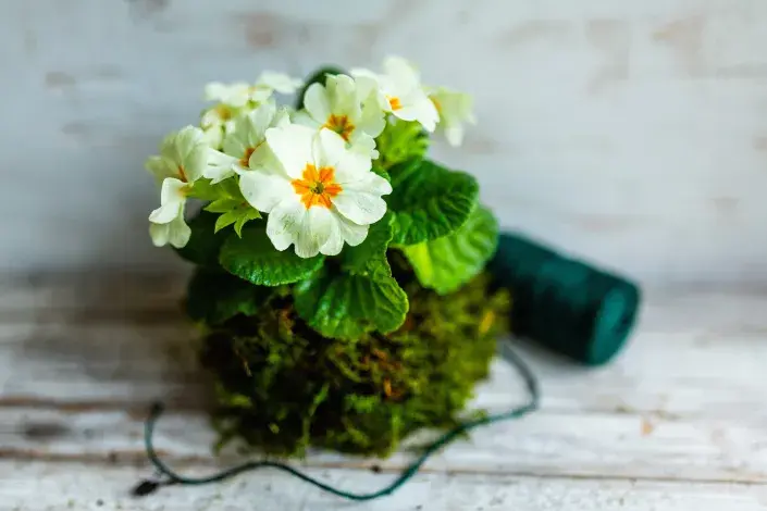 Petrklíč vsazený do kokedamy Petrklíč vsazený do kokedamy