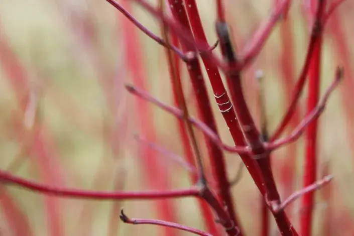Červené výhony svídy bílé Červené výhony svídy bílé