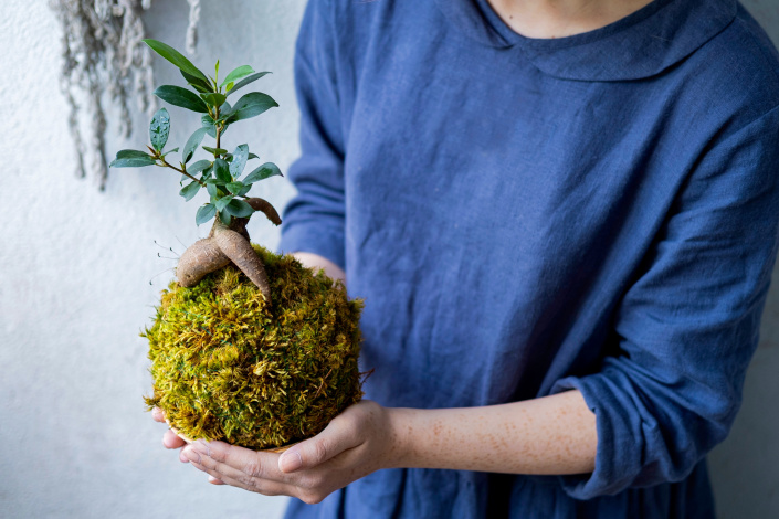 Kokedama v dlani Kokedama v dlani