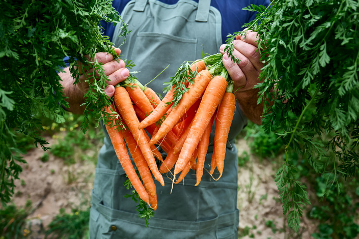 Jak Spravne Pestovat Mrkev (Tyto odrůdy, koncem Jsou, mezi rostlinami) Jak Spravne Pestovat Mrkev