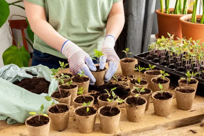 Hrnkování sazenic  Hrnkování sazenic