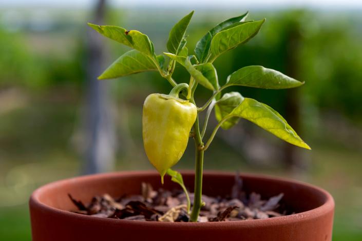 Paprika v květináči