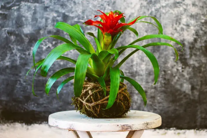 Bromélie v kokedamě Bromélie v kokedamě