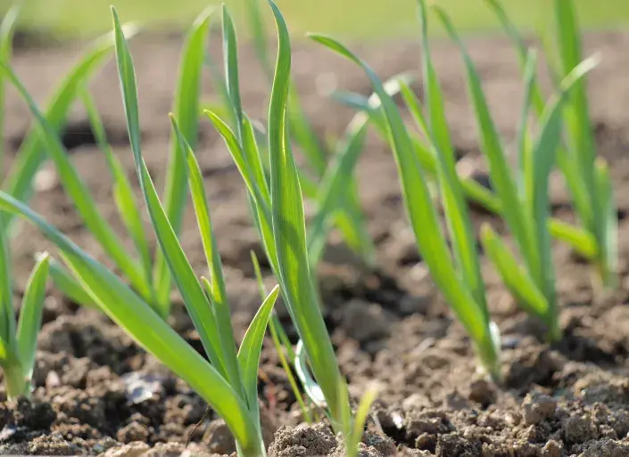 Jarní česnek Jarní česnek