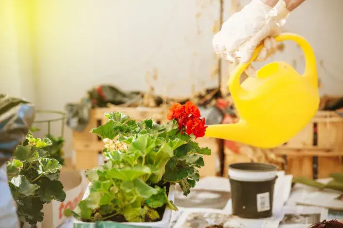 péče o muškáty péče o muškáty