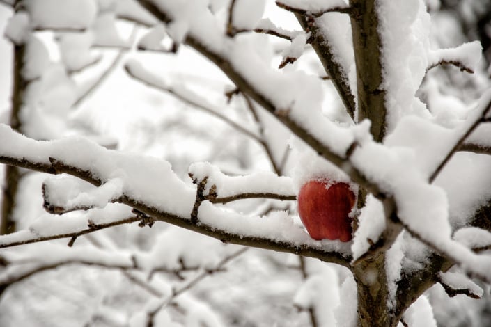 Červené jablko na zasněžené větvi stromu