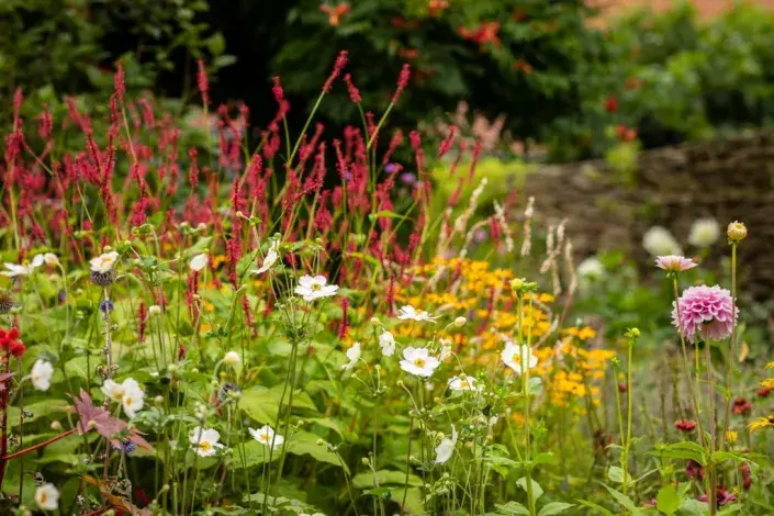 Rdesno v záhonu Rdesno v záhonu