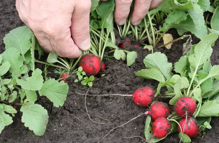 sklizeň ředkviček sklizeň ředkviček