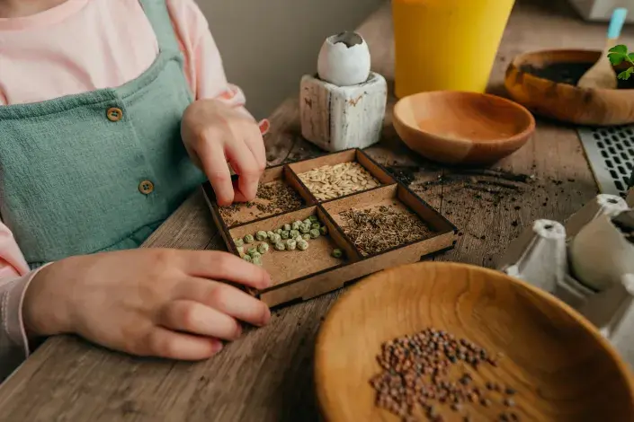 Osení semínka Osení semínka