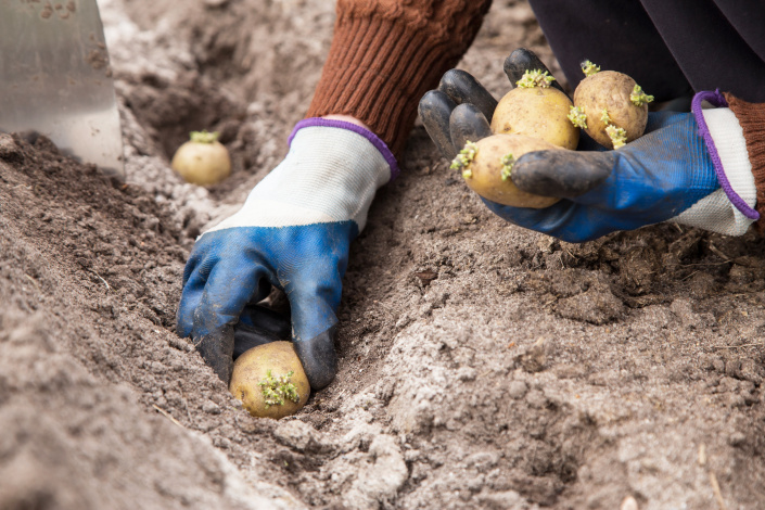 výsadba brambor
