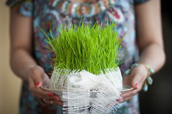 Osení úvod Osení úvod