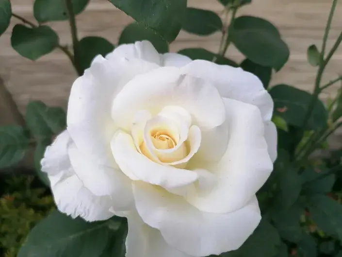 Stromkové růže jsou nedílnou součástí nejen venkovských zahrad. Růže patří mezi velmi oblíbené keře, často ale děláme základní chyby při jejich pěstování.