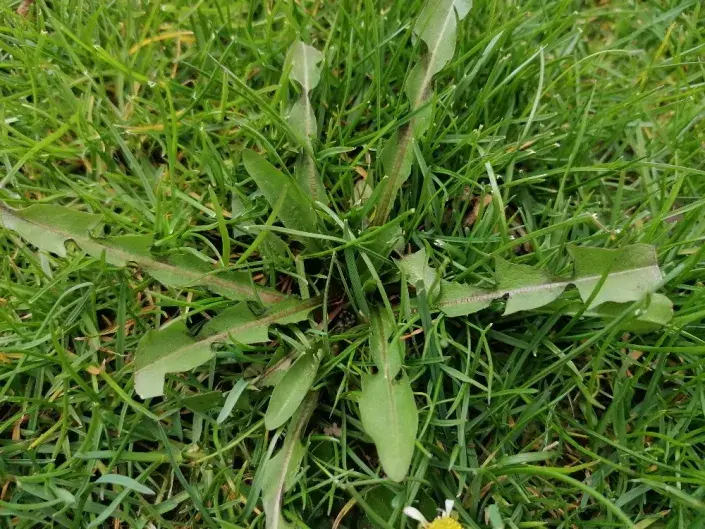 Pampeliška aneb smetánka lékařská je jedním z těch plevelů, kterých se nelze snadno zbavit..stále se vrací a vrací..