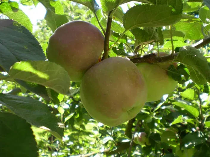 Zdravé a chutné ovoce můžete mít na své zahradě i vy.. Jabloně bývají častým terčem útoku mnoha škůdců a chorob.