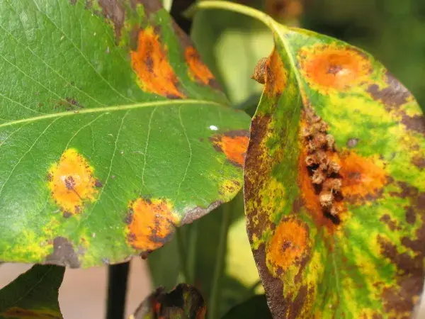 Rez hrušňovou  poznáme podle typických oranžových skvrn na listech, nelze si ji splést s ničím jiným. Rez hrušňová je nejčastější houbovou chorobou, která se u hrušní vyskytuje. Jak se s ní vypořádat se dočtete v našem článku.