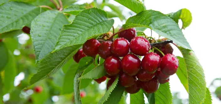 úroda třešní úroda třešní