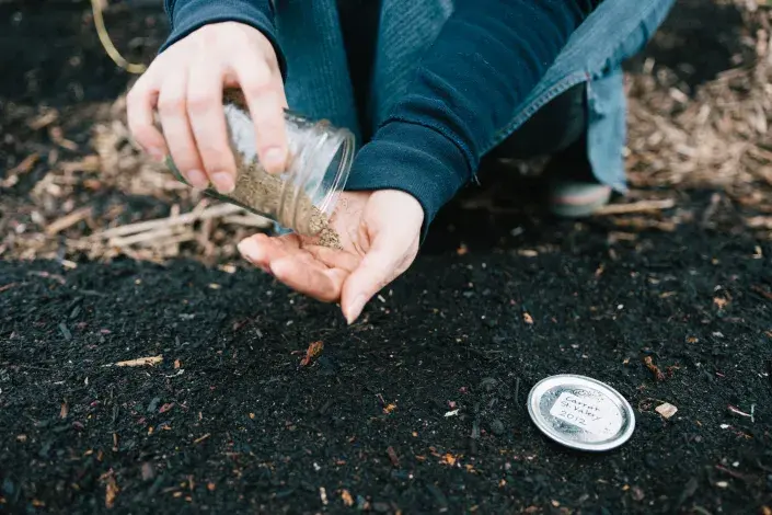 výsev mrkve výsev mrkve