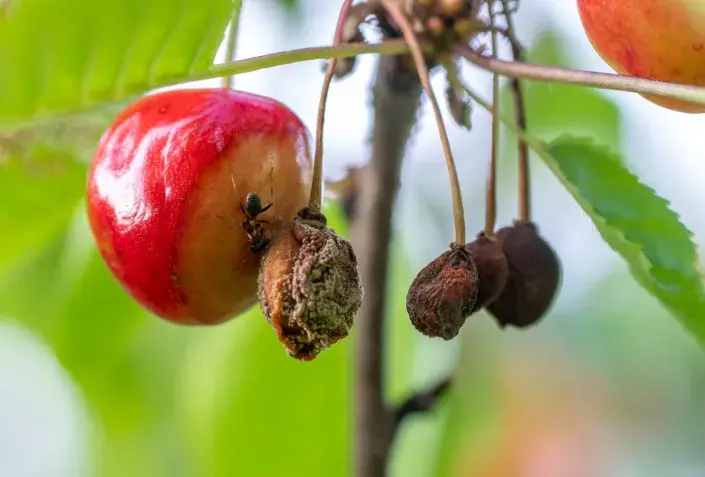 Moniliová spála Moniliová spála